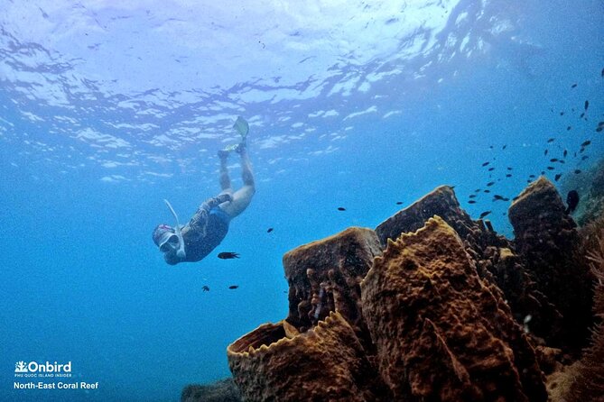 PRO-SNORKELING to Explore Hidden Coral Reefs (MAX 10 PAX) - Key points to know before booking