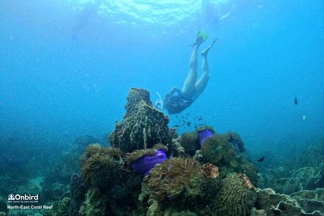 PRO-SNORKELING to Explore Hidden Coral Reefs (MAX 10 PAX) - Why the An Thoi reefs are worth the boat ride