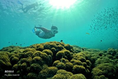 PRO-SNORKELING to Explore Hidden Coral Reefs (MAX 10 PAX)