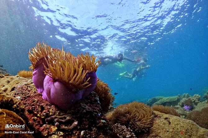 PRO-SNORKELING to Explore Hidden Coral Reefs (MAX 10 PAX) - What $54.98 buys you