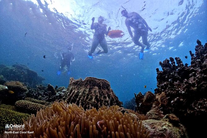 PRO-SNORKELING to Explore Hidden Coral Reefs (MAX 10 PAX) - Who should choose this snorkeling trip