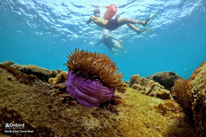 PRO-SNORKELING to Explore Hidden Coral Reefs (MAX 10 PAX) - Booking details that can affect your day