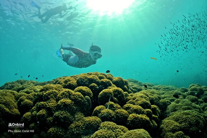 PRO-SNORKELING to Explore Hidden Coral Reefs (MAX 10 PAX) - Two reef stops, with enough time to look properly