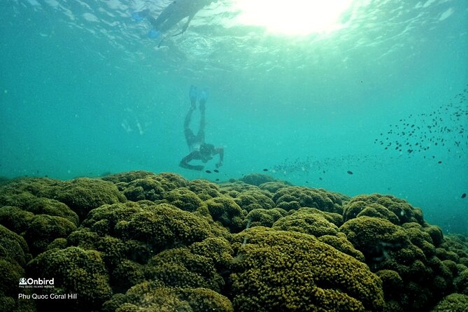 PRO-SNORKELING to Explore Hidden Coral Reefs (MAX 12 PAX) - The second and third stops: two coral sites chosen that day