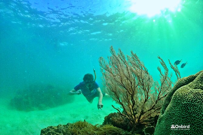 PRO-SNORKELING to Explore The Coral Jungle REEF (MAX 10 PAX) - Why this northern Phu Quoc trip feels different