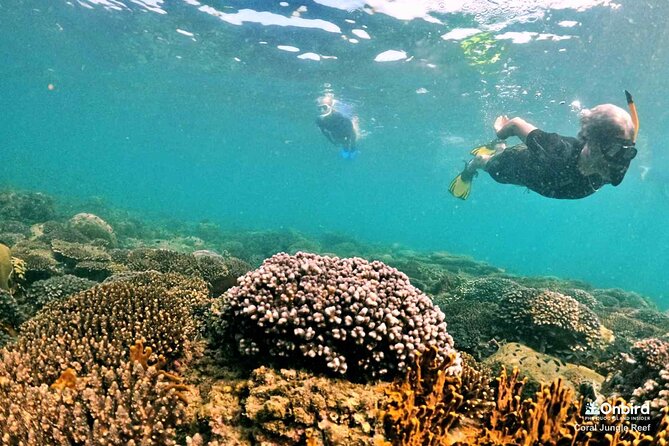 PRO-SNORKELING to Explore The Coral Jungle REEF (MAX 10 PAX) - What to expect at Coral Jungle Reef