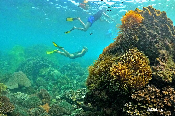 PRO-SNORKELING to Explore The Coral Jungle REEF (MAX 10 PAX) - Swimming, free diving, and time away from the boat