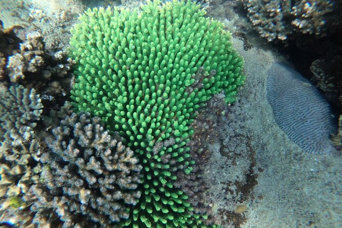 REAL snorkel &island hopping by SPEEDBOAT-EXPLORE CUISINES(MAX12) - Coconut Island and the second snorkeling session