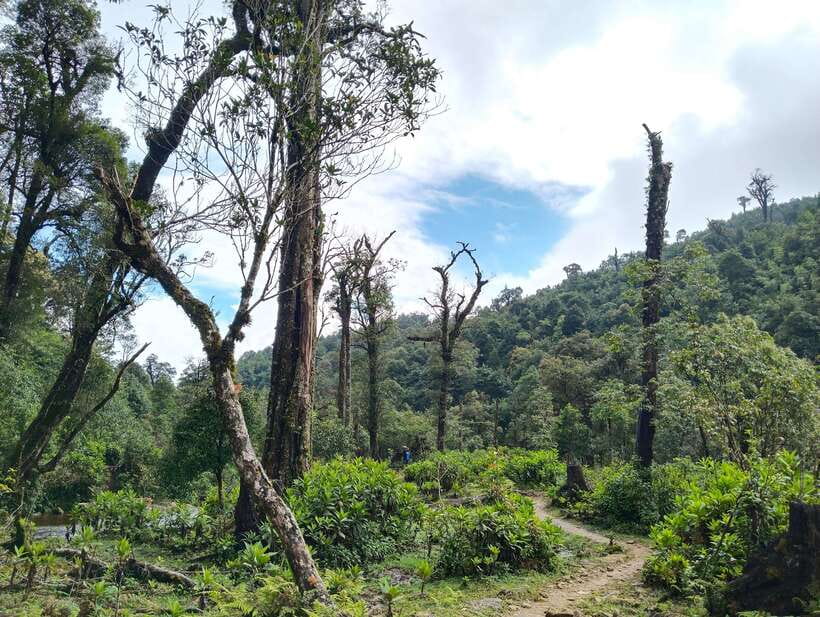 SAPA : Climb up to Fansipan mountain with LOCAL GUIDE - The climb through changing mountain zones