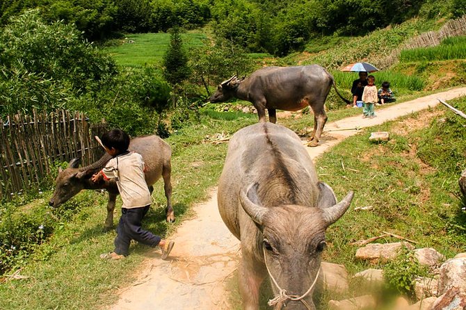 Sapa Easy Trekking Tour 1 Day - Rice Paddies and Cultures - Ma Tra and the rice terraces