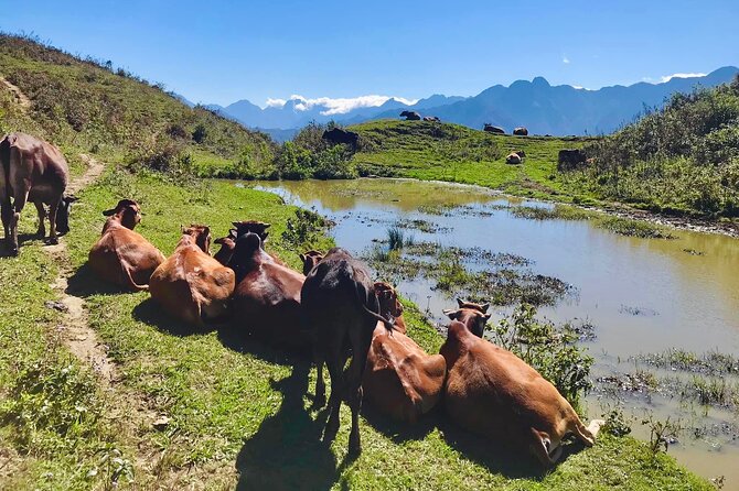 Sapa The Hidden Trail Trek 1 Day - Mountain & Rice Valley - Guides, pace, and what the reviews reveal