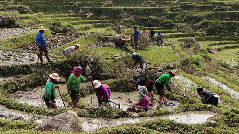 Sapa Trekking Bargains With Local Guide - Y Linh Ho: rice fields and mountain paths