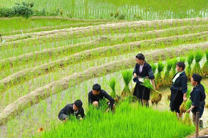 Sapa Trekking Tour 2 Days 1 Night By Bus - Is $85 good value?