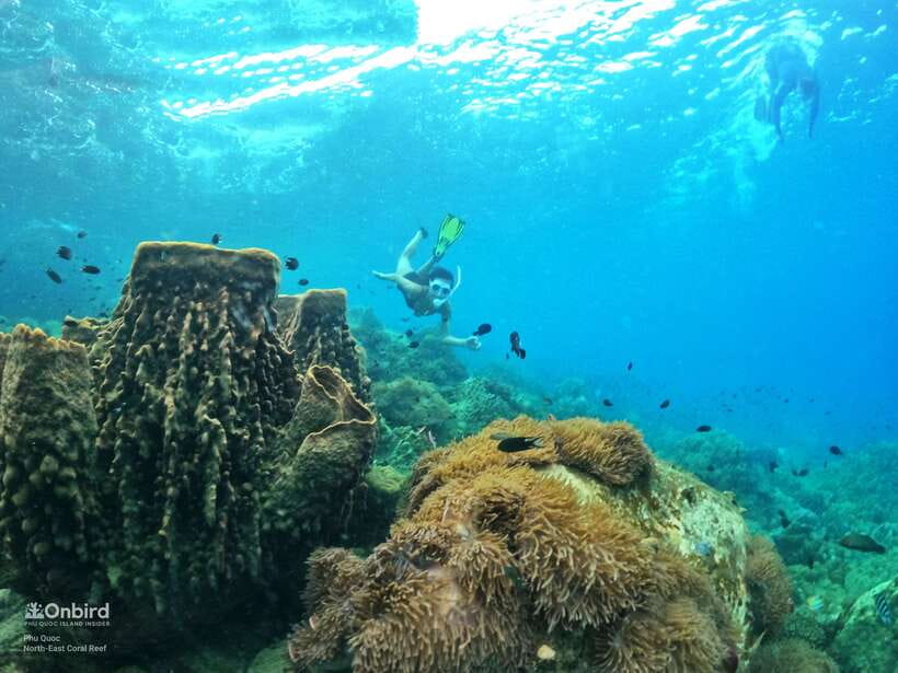 South Phu Quoc: Pro Snorkeling Tour by Speedboat - Key points to know before booking