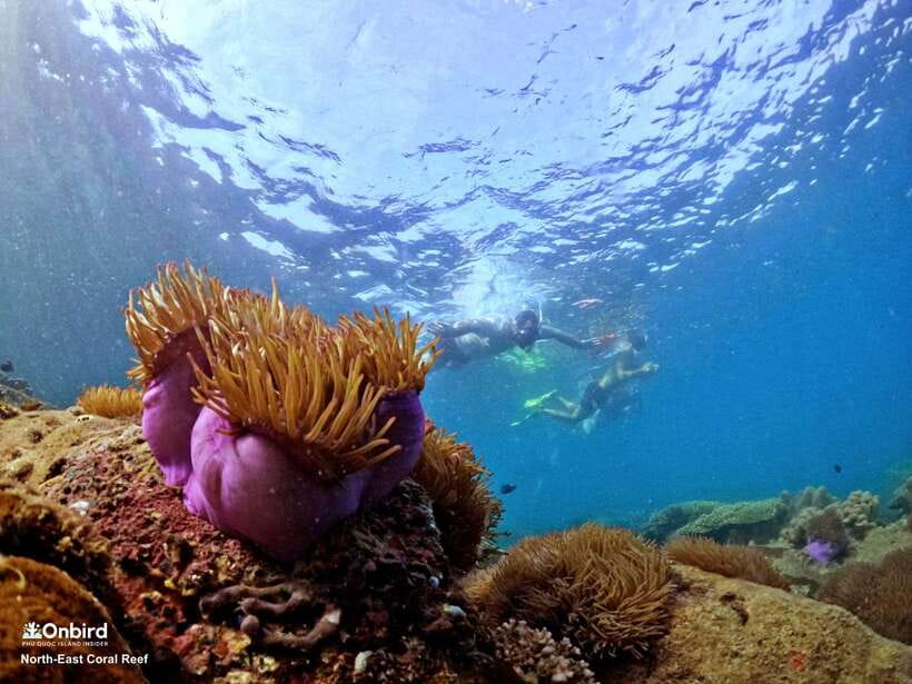 South Phu Quoc: Pro Snorkeling Tour by Speedboat - Equipment and reef-friendly rules
