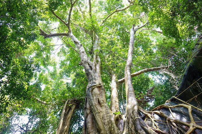 Trekking Tien Son Dinh Phu Quoc - Who should book this trek