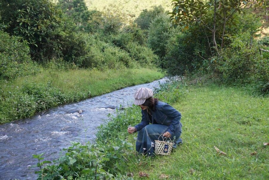 Trekking to Hidden Waterfall & Sturgeon Farm for dog-lovers - Key points to know before you go