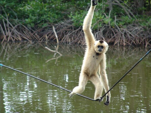 Vam Sat Mangrove Forest - VIP Private Tour - Bat Preservation Zone and the quiet forest