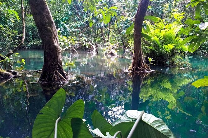 Vam Sat Mangrove Forest - VIP Private Tour - Bird Sanctuary with more than 20,000 birds